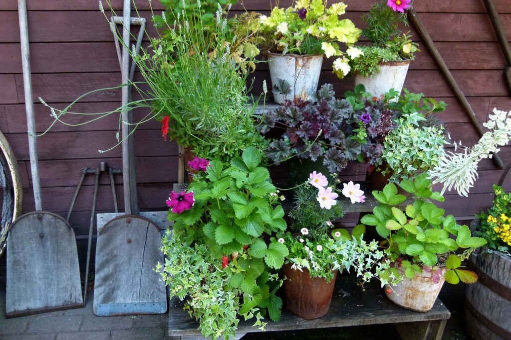 flowers in pots